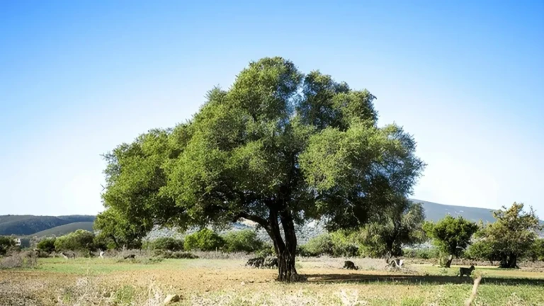 argan tree in agadir