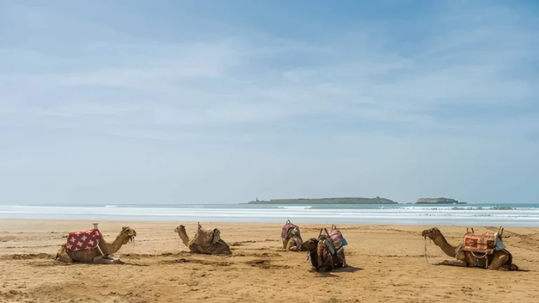 camel in morocco beaches