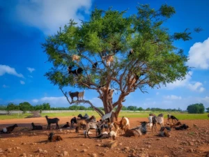 goats climing the argan tree