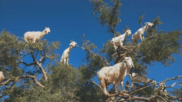 goats in trees