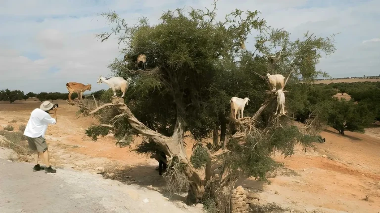 morocco argan tree and goat